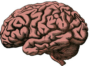 brain, anatomy, human-512758.jpg